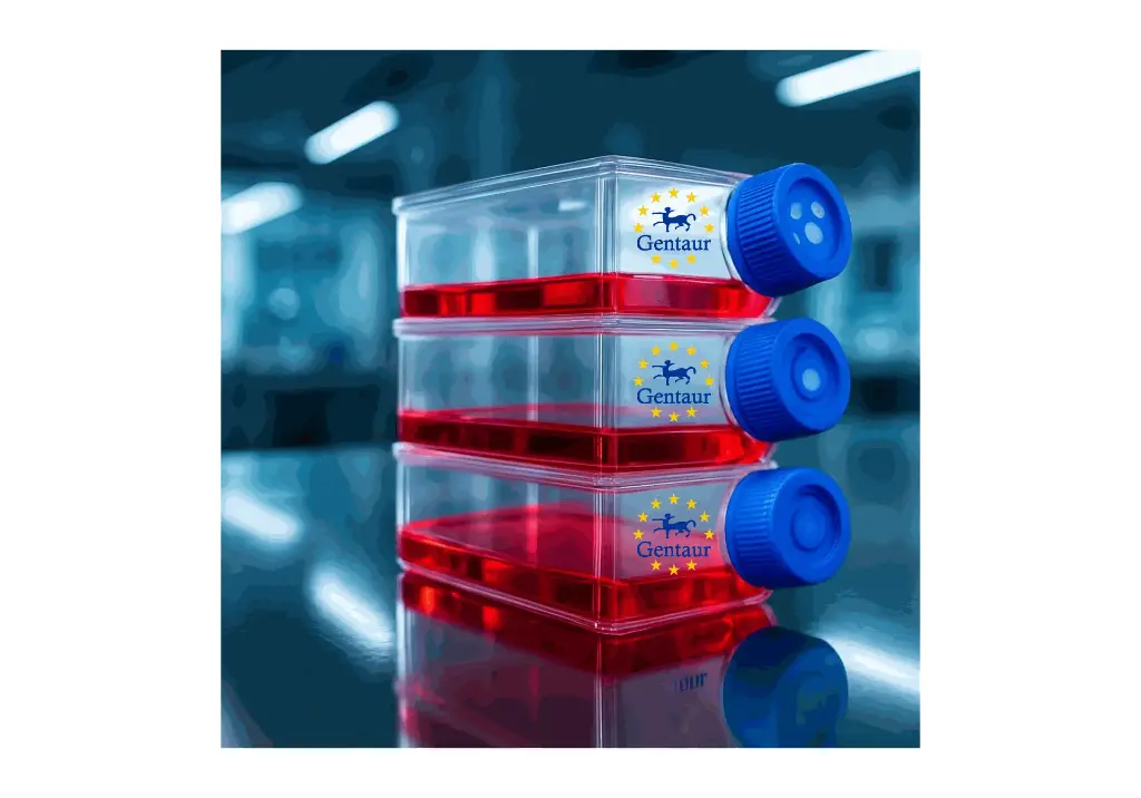 Primary SEC Cell, Rabbit