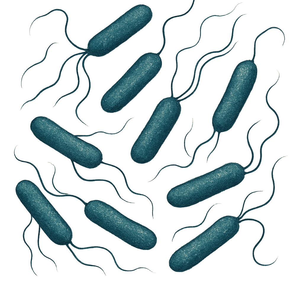 Antibiotic Medium Nº 11 (Neomycin Test)